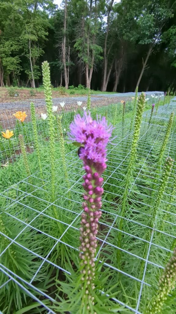 photo: Hidden Acres Farms, LLC