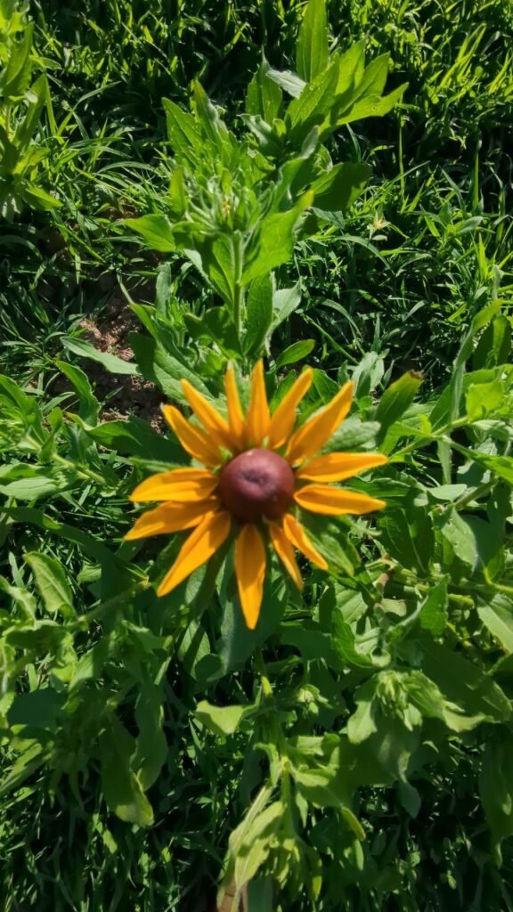 photo: Hidden Acres Farms, LLC