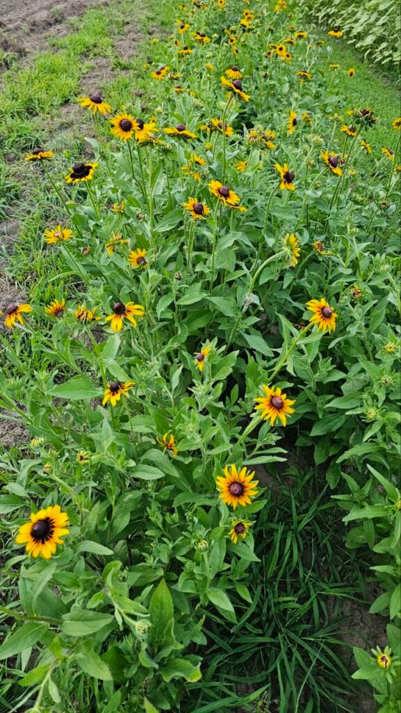 photo: Hidden Acres Farms, LLC