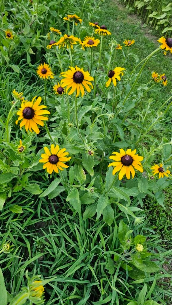 photo: Hidden Acres Farms, LLC