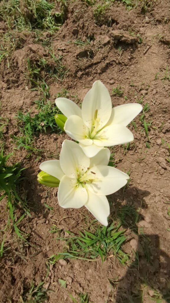 photo: Hidden Acres Farms, LLC