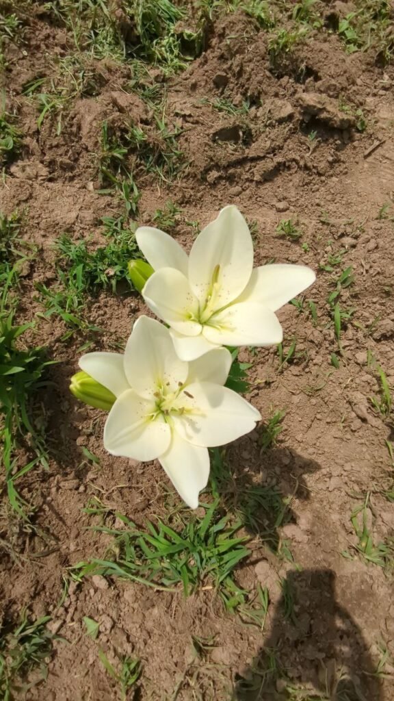 photo: Hidden Acres Farms, LLC