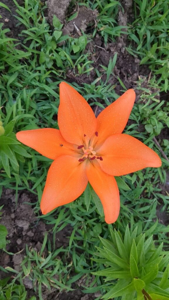 photo: Hidden Acres Farms, LLC