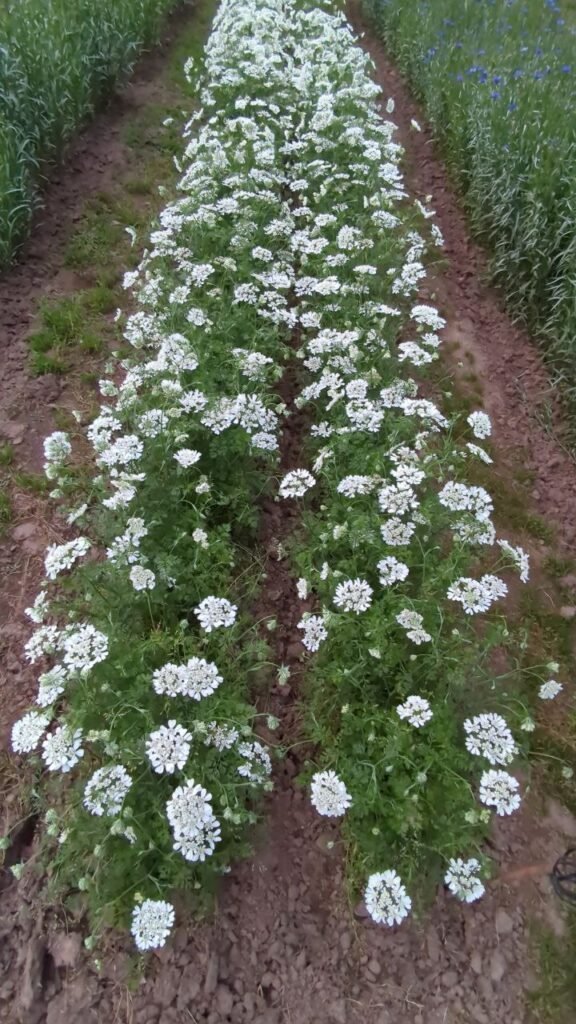 photo: Hidden Acres Farms, LLC